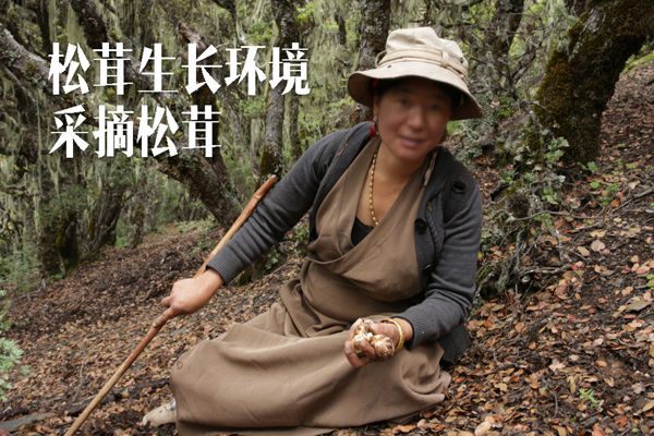 西藏林芝松茸生长环境