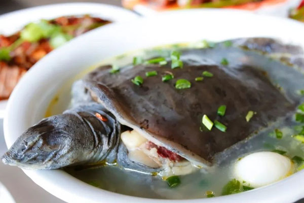 新鲜松茸甲鱼汤的食用禁忌