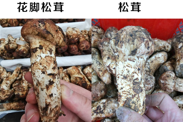 假松茸-花脚松茸[马尾松茸]与正宗松茸的区别图