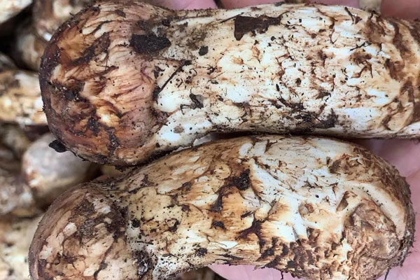 癌症晚期吃松茸有用吗，癌症病人应该怎么吃松茸