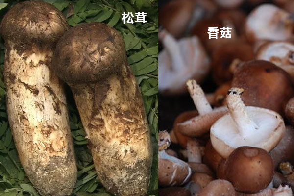 松茸与香菇的营养价值以及功效作用区别