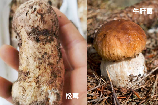 松茸和大腿菇（牛肝菌）的区别