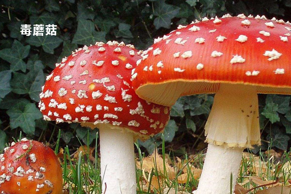 怎么分辨毒蘑菇