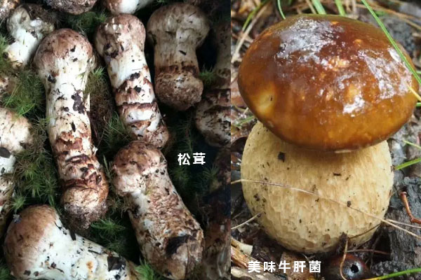 松茸和大脚菇有哪些区别