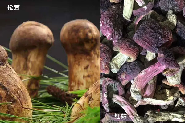 松茸和红蘑菇是同一个东西吗