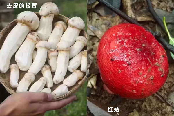 松茸和红蘑菇有哪些区别