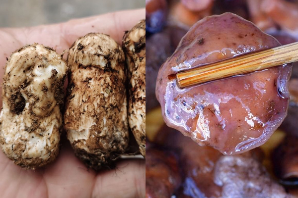 松茸与松菇是同一品种吗