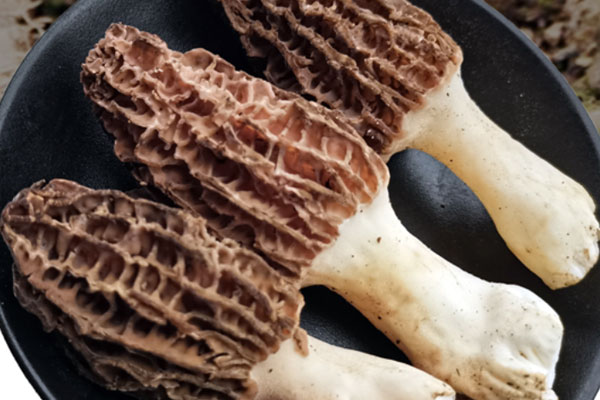 羊肚菌竹荪蒸娃娃菜的营养价值