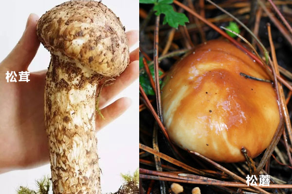 松茸和松蘑有啥区别，长得像松茸的蘑菇是什么菇