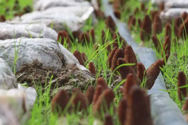 种植羊肚菌对土壤的要求