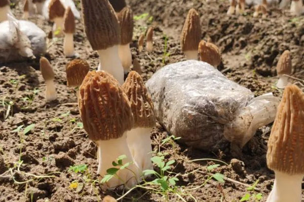 羊肚菌自己家可以栽种吗